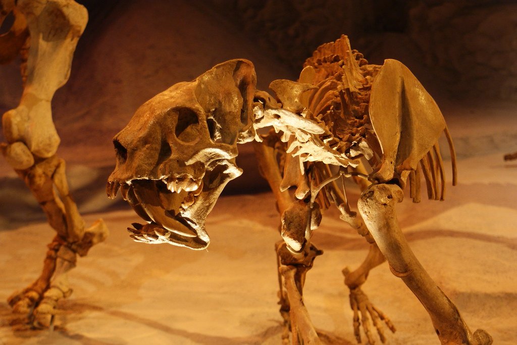 The Fossil Detective Story (image credits: flickr)