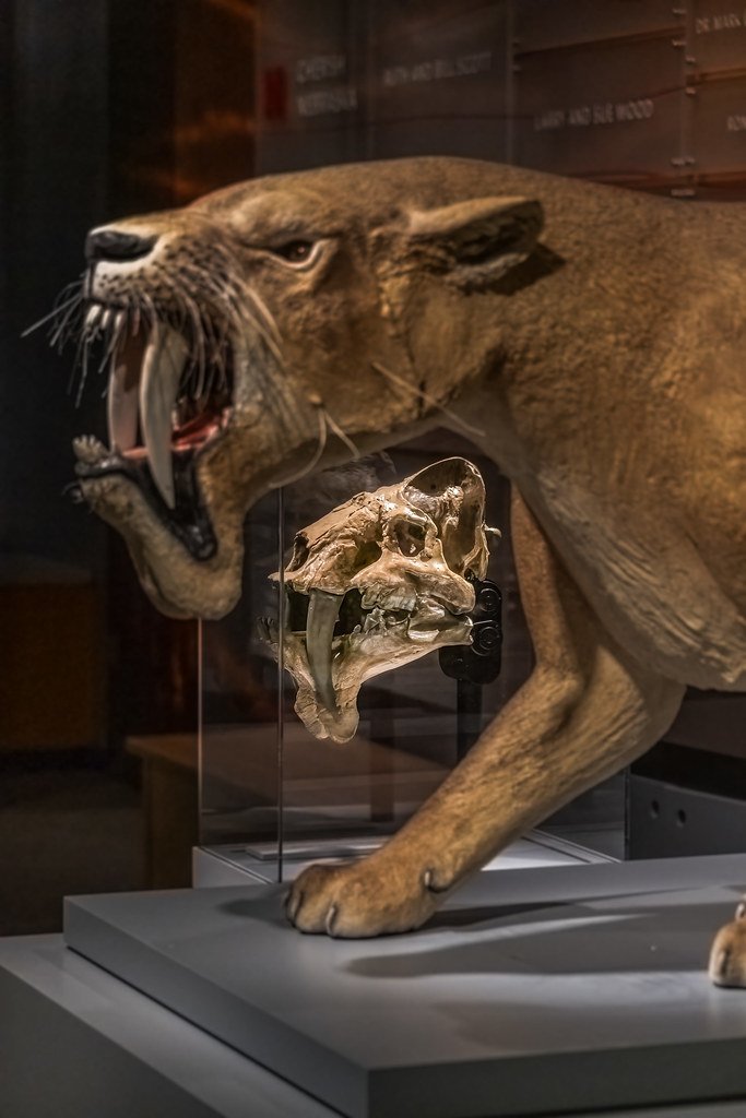 Barbourofelis: Not Quite a Cat, Not Quite a Saber-Tooth