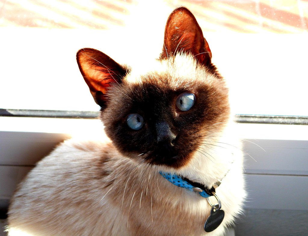 The Sleepy Sunbather (image credits: flickr)