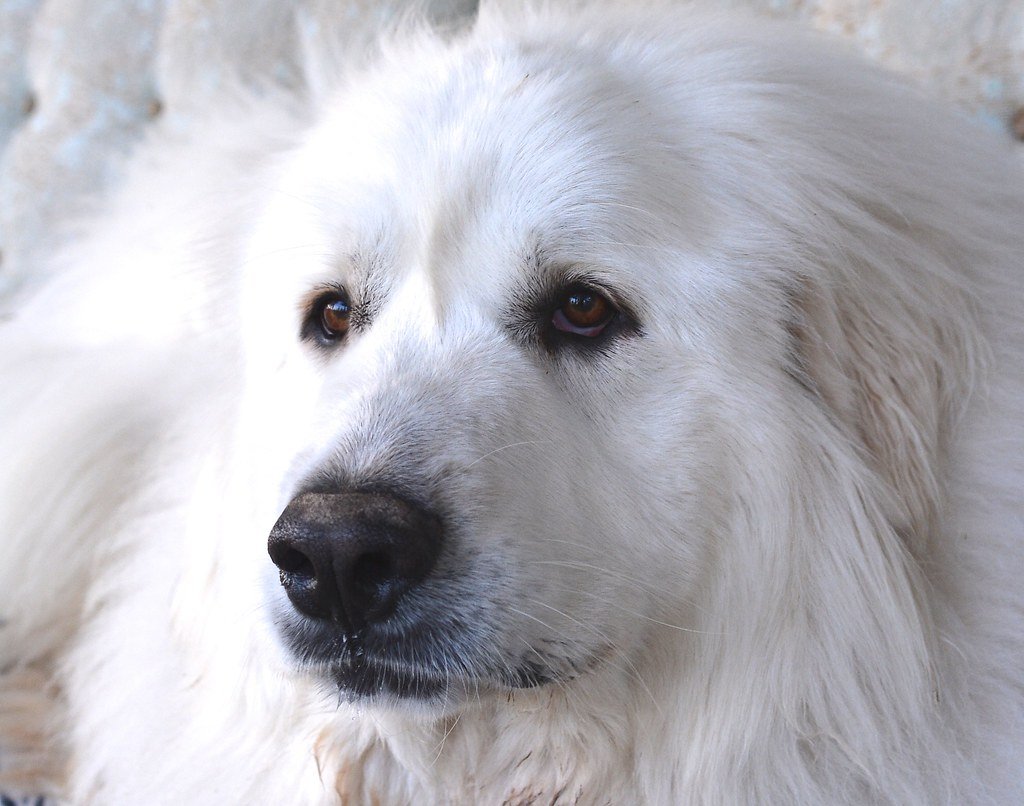 The Gentle Giant (image credits: flickr)