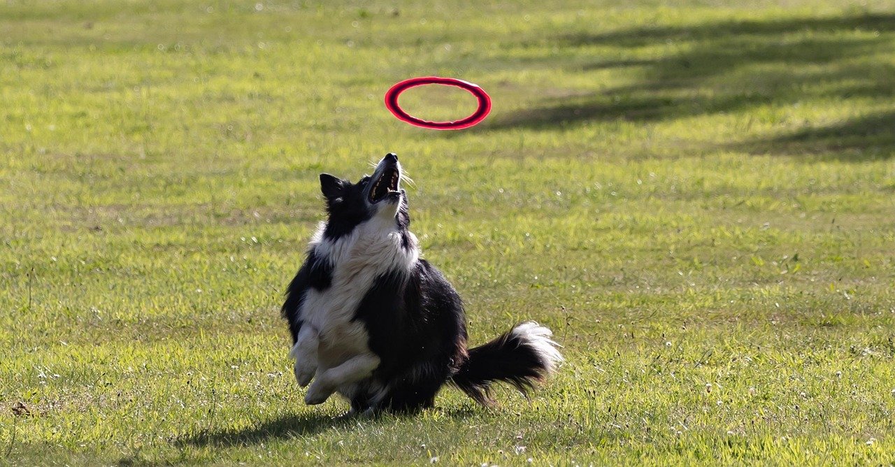 Playful Paws in Motion (image credits: pixabay)