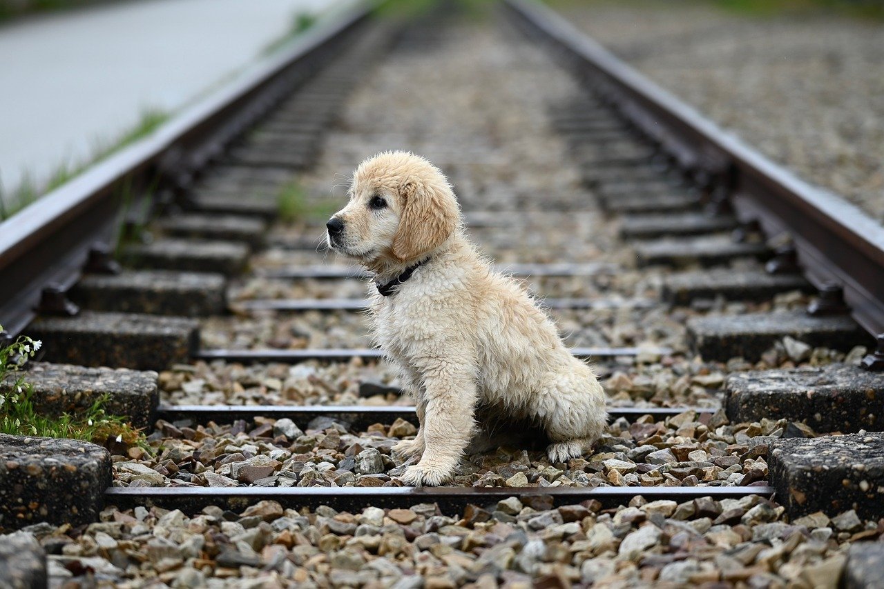 Tail Tales (image credits: pixabay)