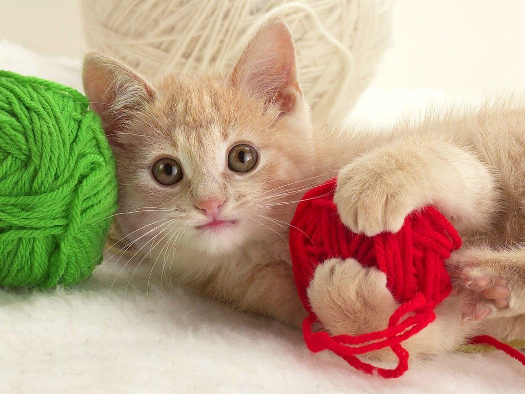 The Curious Kitten (image credits: flickr)