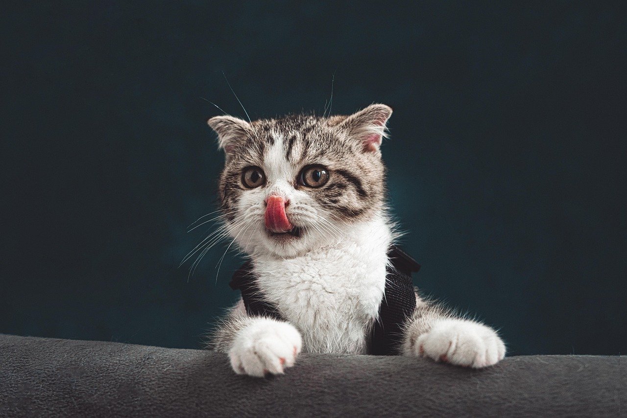 Paws for Reflection (image credits: pixabay)