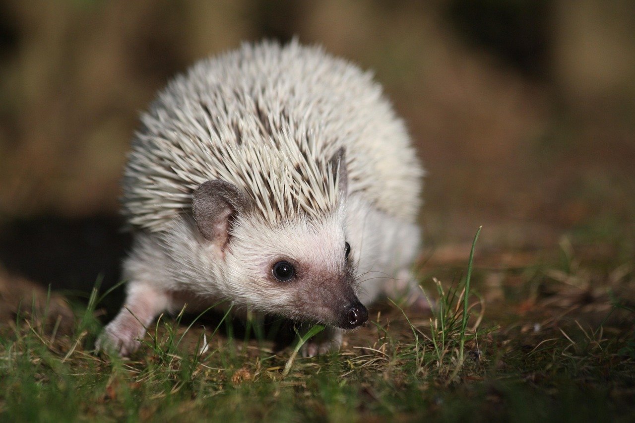 Pocket-Sized Perfection (image credits: pixabay)
