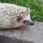 Spines That Tell Stories