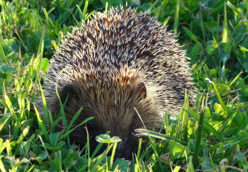 Nocturnal Adventures Begin (image credits: flickr)