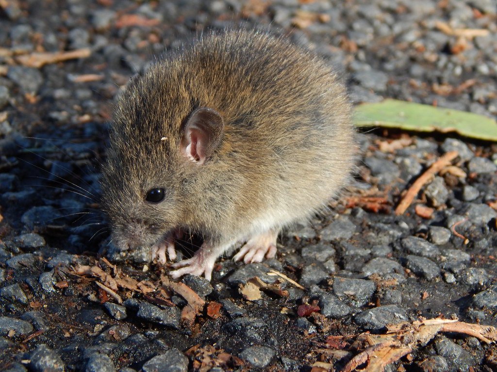 Environmental Enrichment Needs (image credits: flickr)