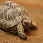 The Indian Star Tortoise - Slow, Stunning, and Endangered
