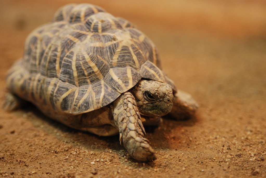 The Indian Star Tortoise - Slow, Stunning, and Endangered