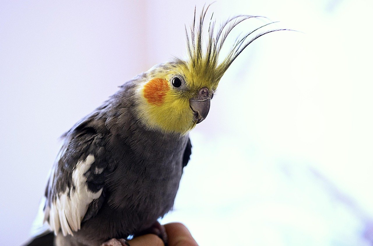 That Unmistakable Feathered Crown (image credits: pixabay)