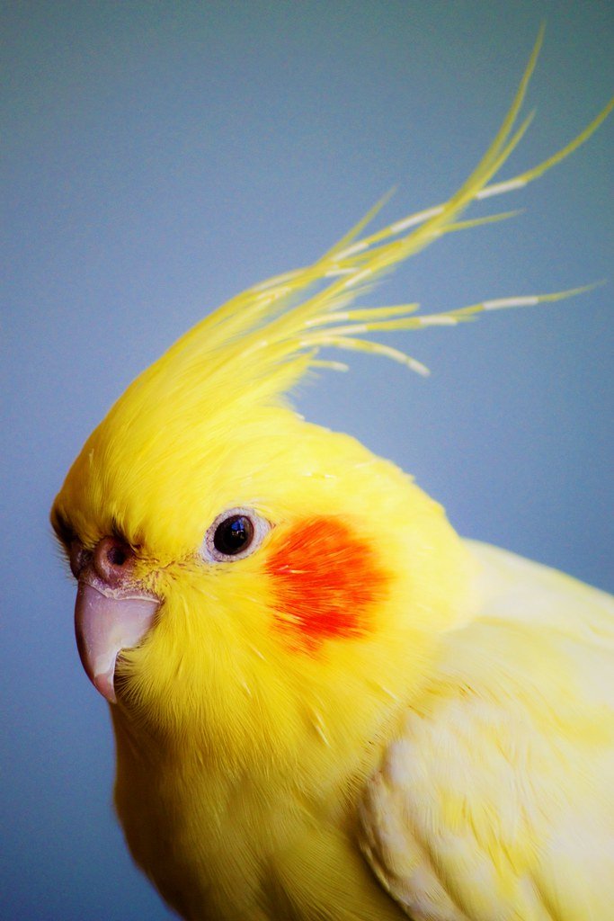 Those Bright Orange Cheek Patches (image credits: flickr)