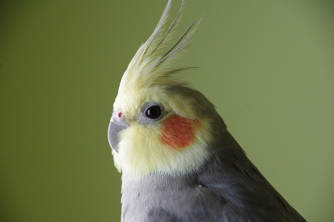Musical Maestros of the Bird World (image credits: pixabay)
