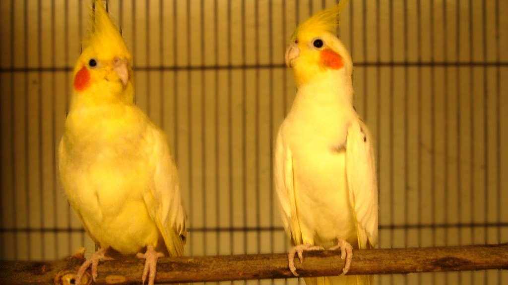 The Language of Cockatiel Body Talk (image credits: flickr)