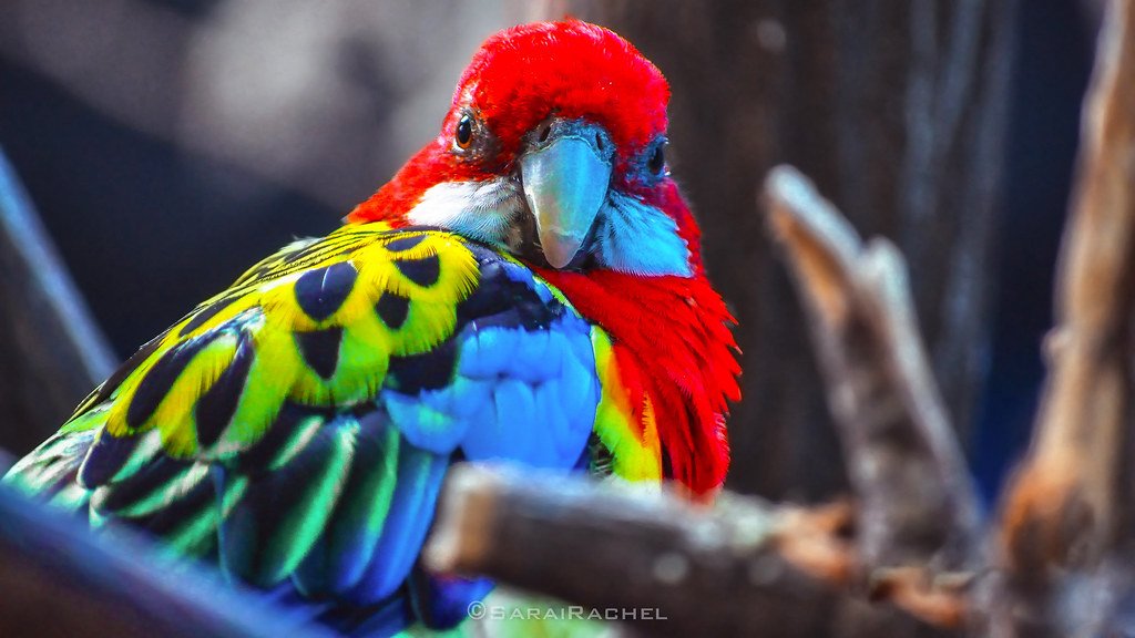 Natural Comedians (image credits: flickr)