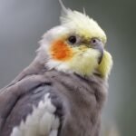 The Cockatiel - A Whistler With a Soft Spot for Humans