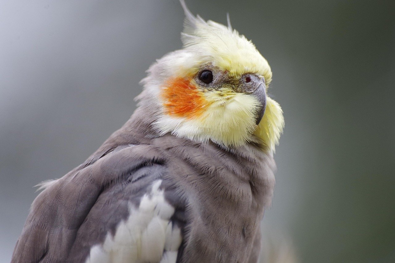 The Cockatiel - A Whistler With a Soft Spot for Humans