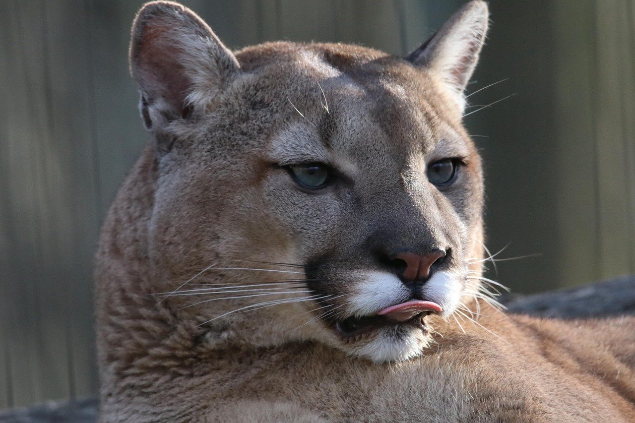 Cougar: The Silent Stalker of North America (image credits: pixabay)