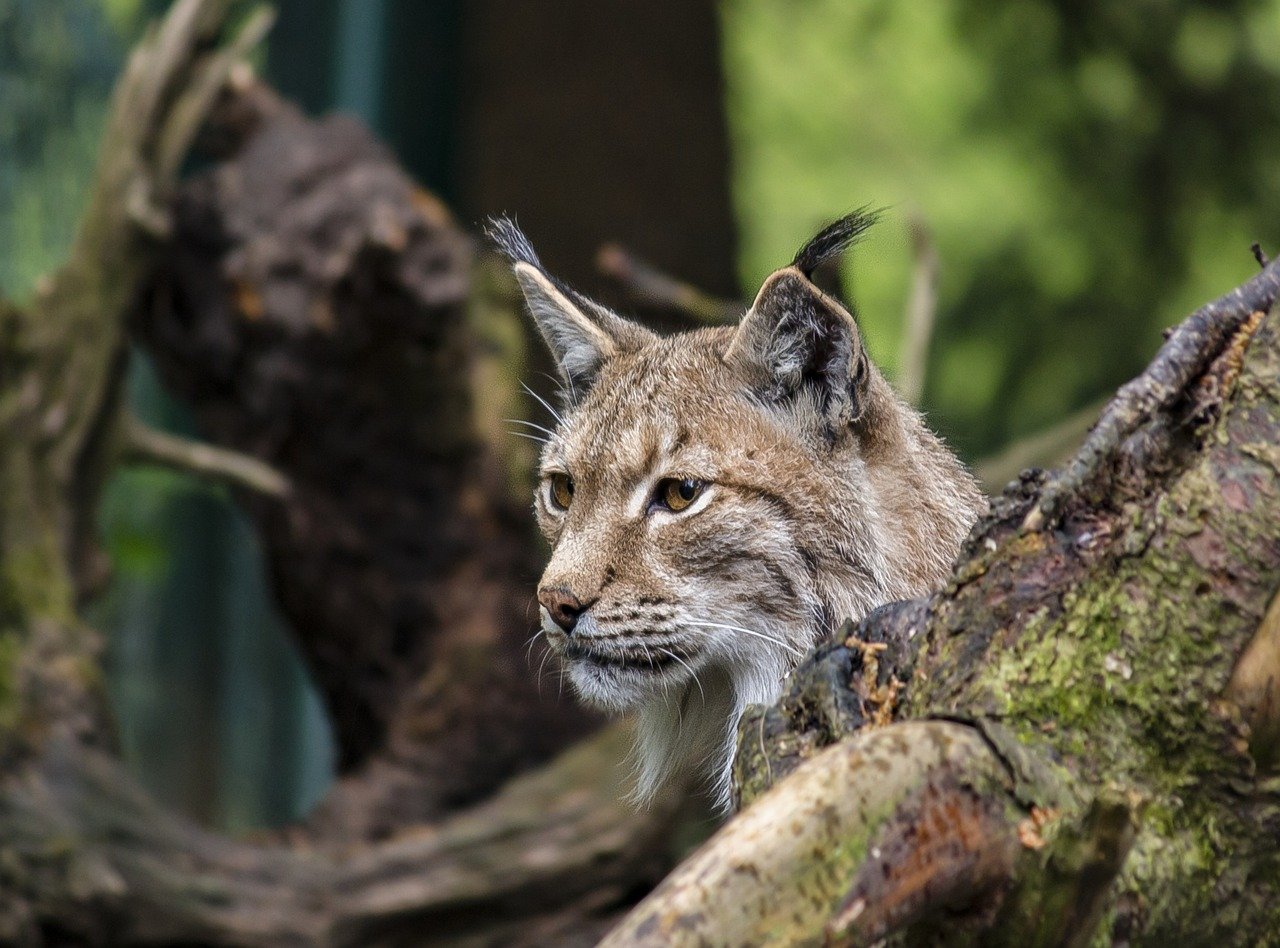 Lynx: The Cold-Weather Vision Specialist (image credits: pixabay)