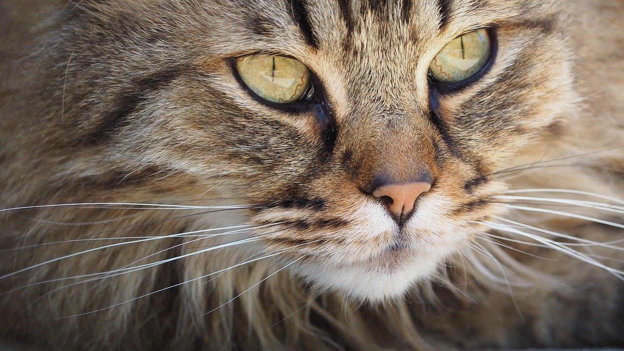 The Science Behind Their Supernatural Vision (image credits: pixabay)
