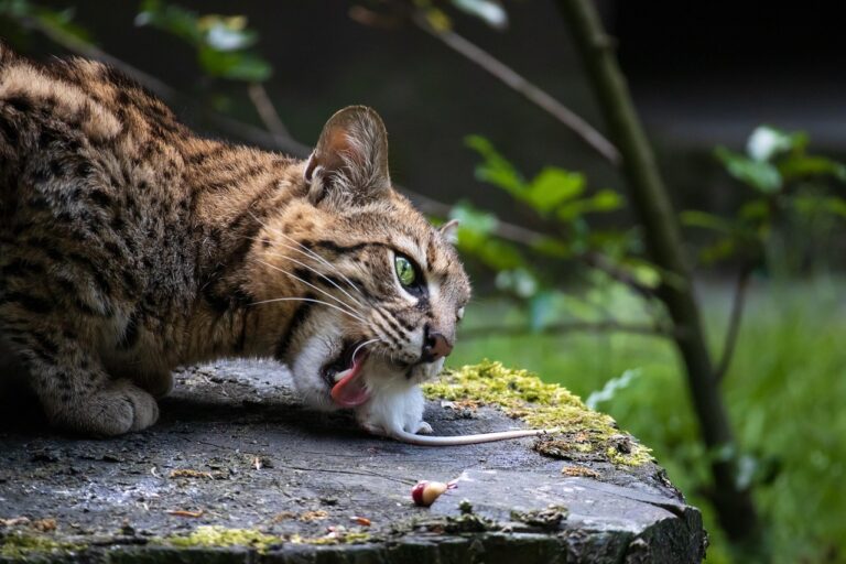 8 Big Cats With Eyes Adapted for Extreme Darkness