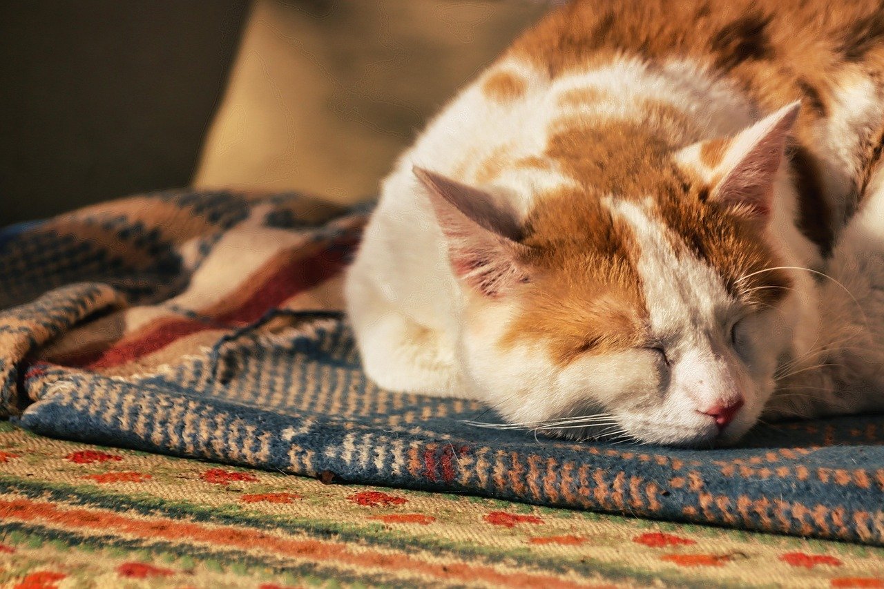 Position a Comfortable Blanket for Ultimate Sunbathing Sessions (image credits: pixabay)