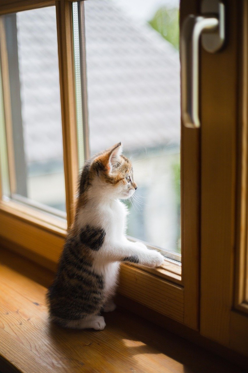 Use Suction Cup Toys to Create an Interactive Window Display (image credits: pixabay)