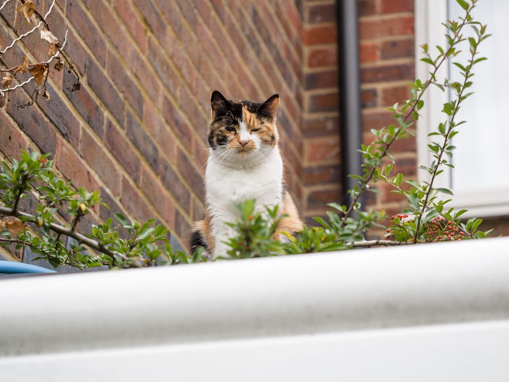Create a Window Garden That Changes With the Seasons (image credits: flickr)