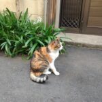9 Window Hacks That Improve Your Cat's Mood in Minutes