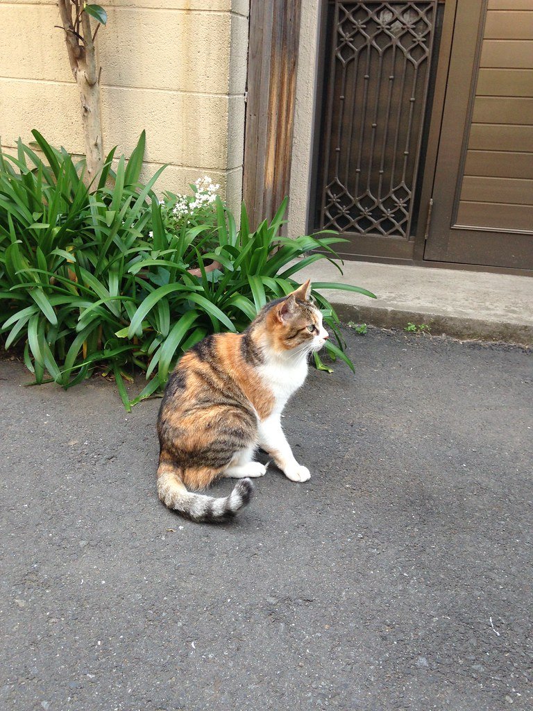 9 Window Hacks That Improve Your Cat's Mood in Minutes