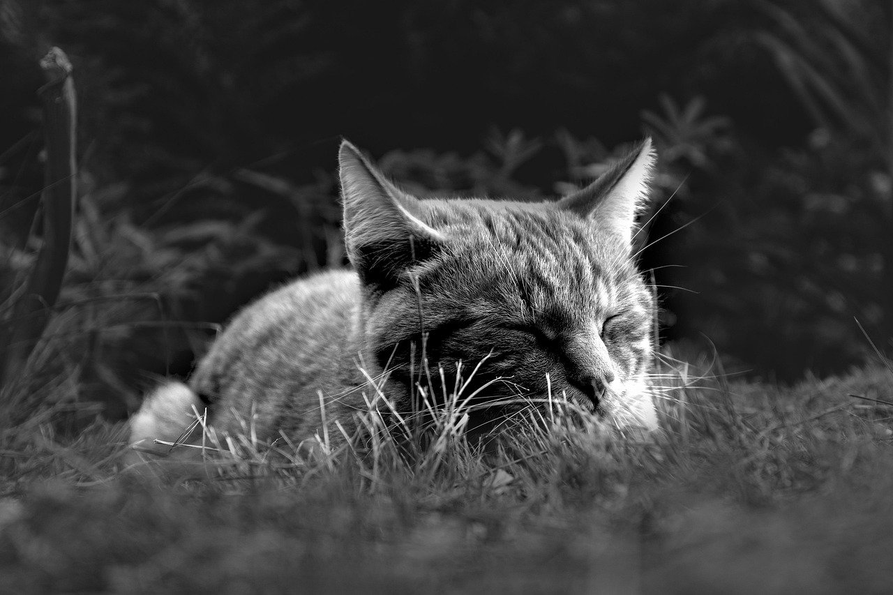 Synchronized Napping Builds Ultimate Trust (image credits: pixabay)