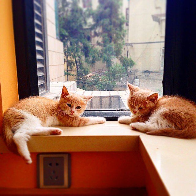 Window Watching Adventures Become Shared Entertainment (image credits: flickr)