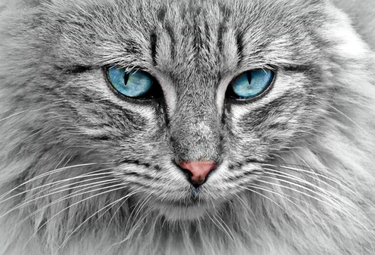 10 Activities That Strengthen the Cat-Human Bond Instantly