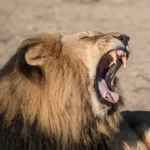 Living on the Edge: The Future of Urban Big Cats