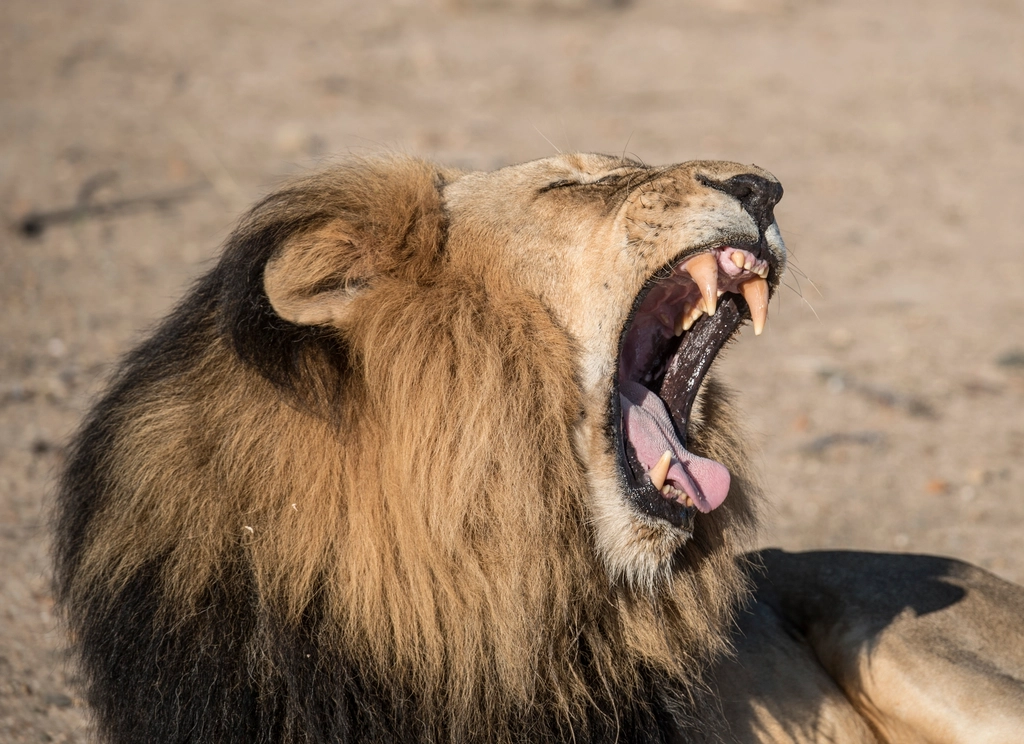 Living on the Edge: The Future of Urban Big Cats