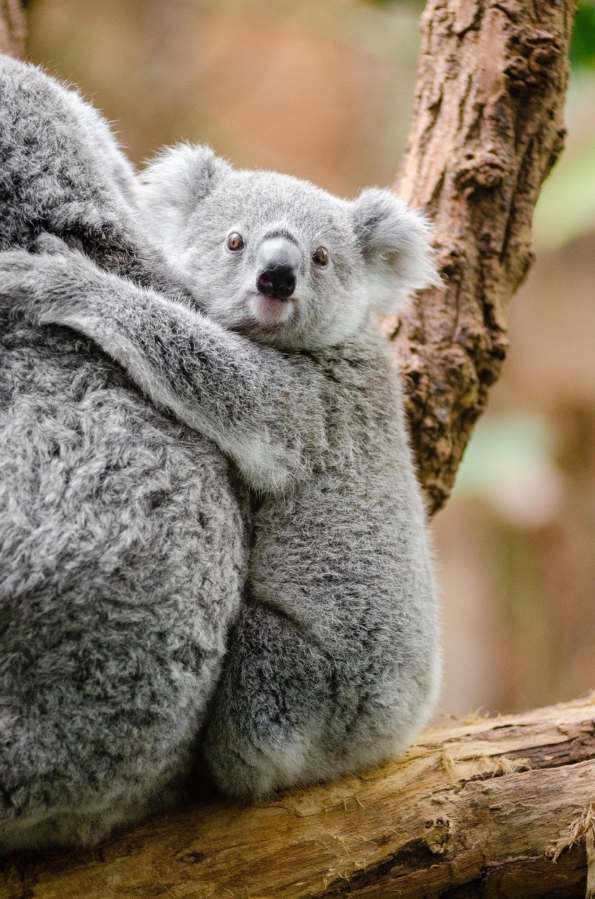 Thylacosmilus: The Marsupial Impostor (image credits: pixabay)