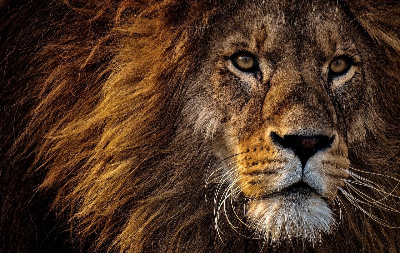 Dinofelis: The Versatile Hunter (image credits: pixabay)