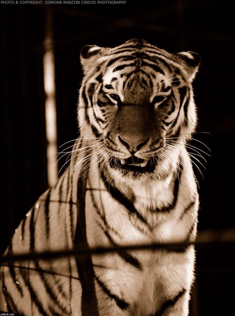 Panthera blytheae: The Oldest Big Cat Ancestor (image credits: flickr)