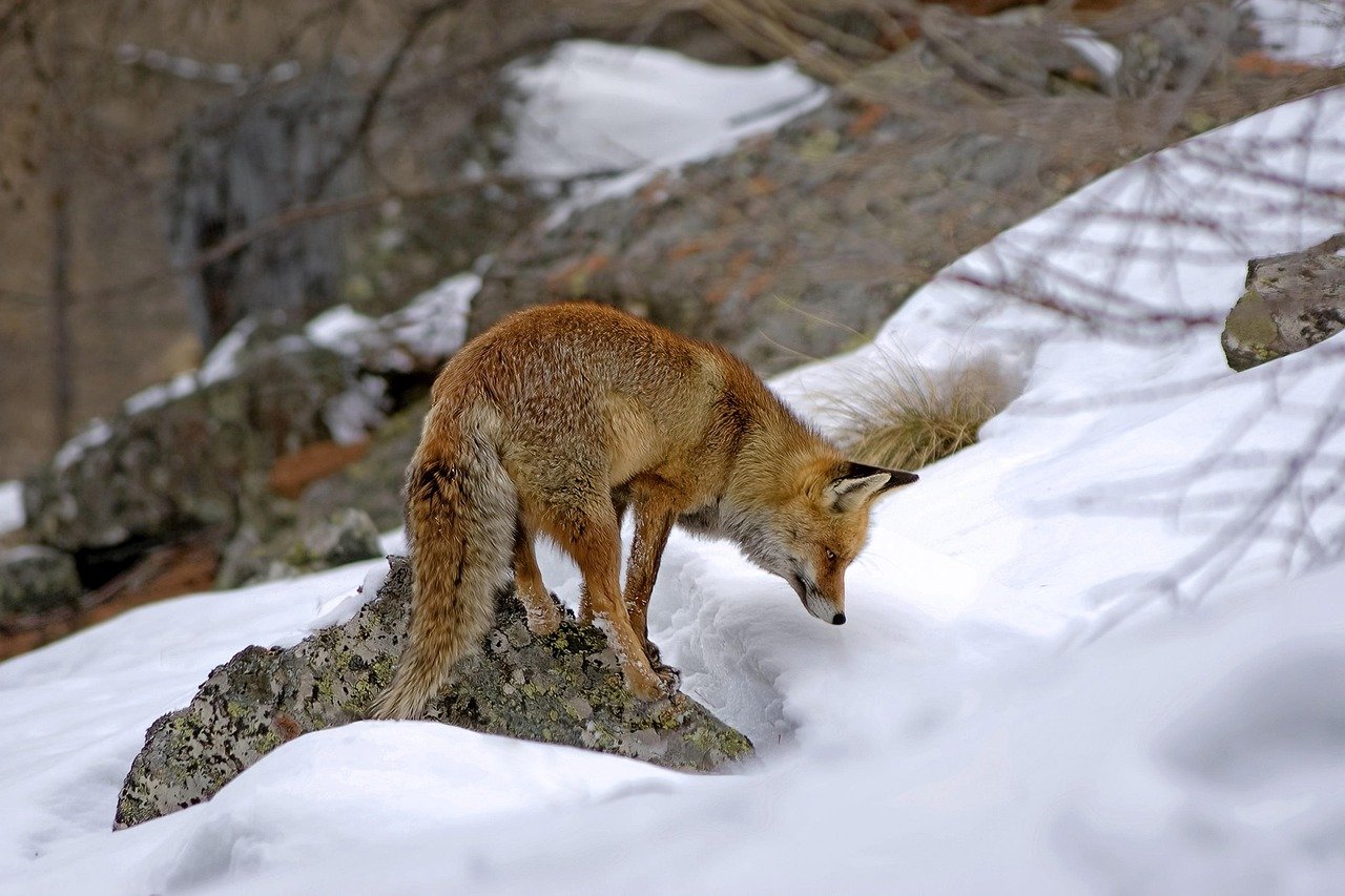 Dinofelis barlowi: The Bone-Crushing Cooperative (image credits: pixabay)