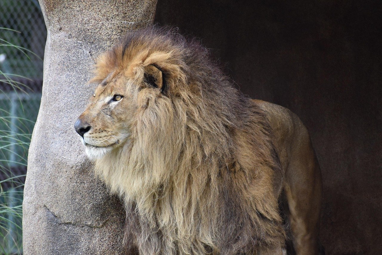 Cave Lion: Europe's Silent Stalker (image credits: pixabay)
