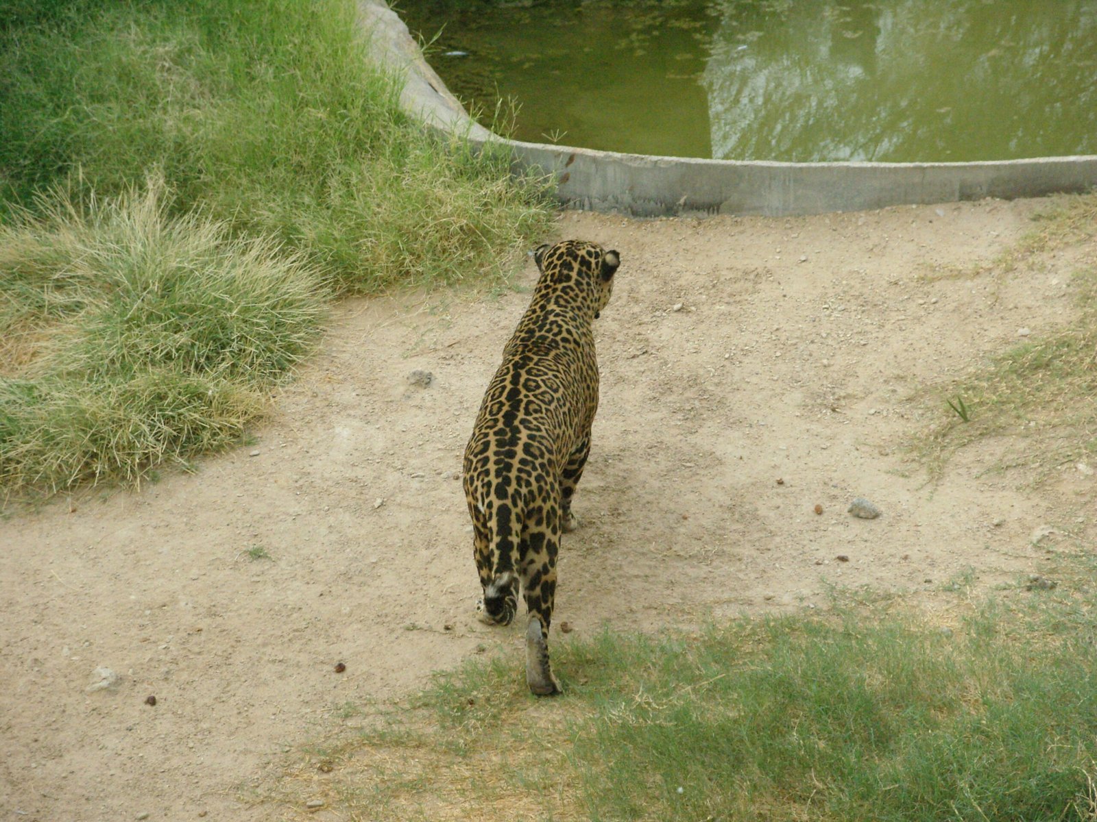 Big Cats and Climate Resilience (image credits: wikimedia)