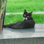 Barbourofelis: The "False Saber-Tooth" Called a True Cat