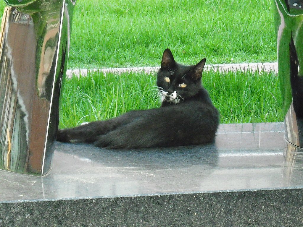 Barbourofelis: The "False Saber-Tooth" Called a True Cat