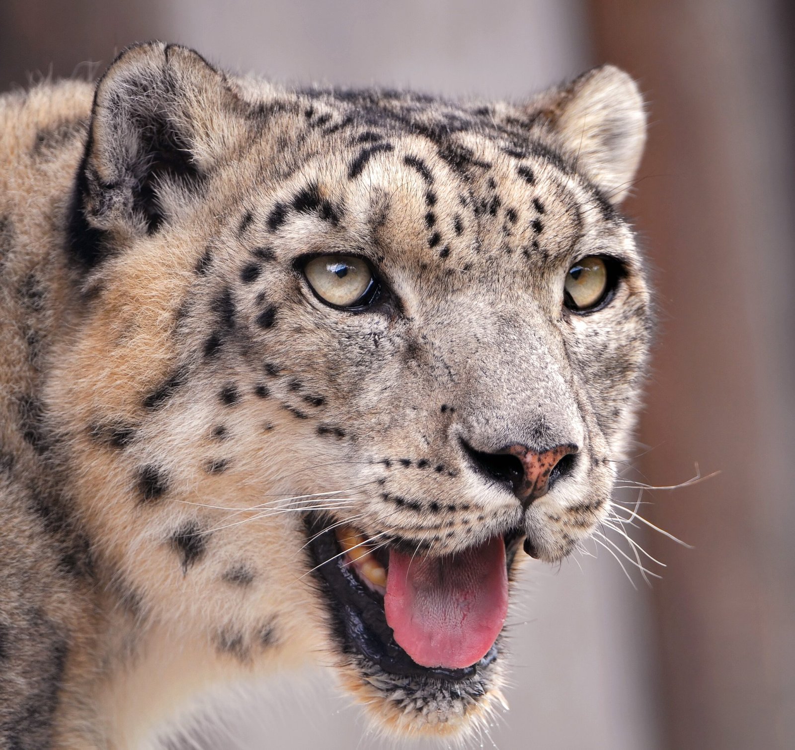 Snow Leopard: The Ghost of the Mountains (image credits: wikimedia)