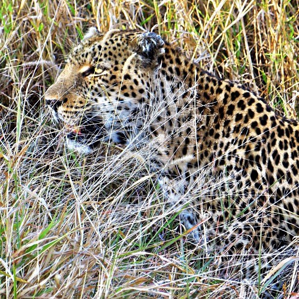 Jaguar: Master of Dappled Light (image credits: flickr)
