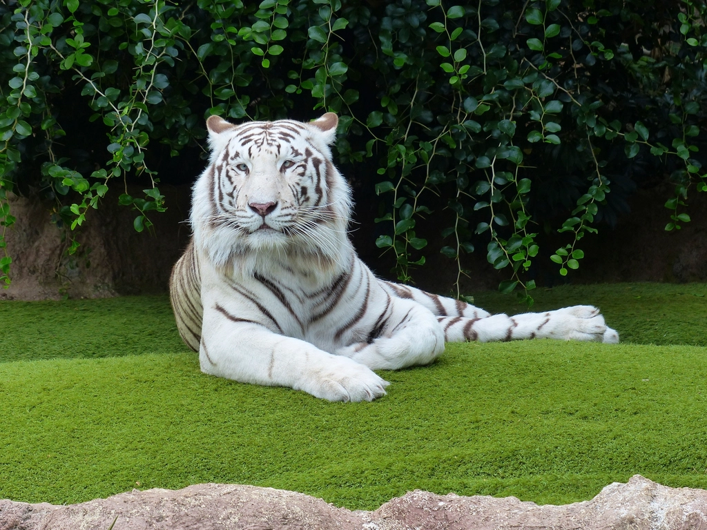 Tiger: Striped Perfection in Tall Grass (image credits: rawpixel)