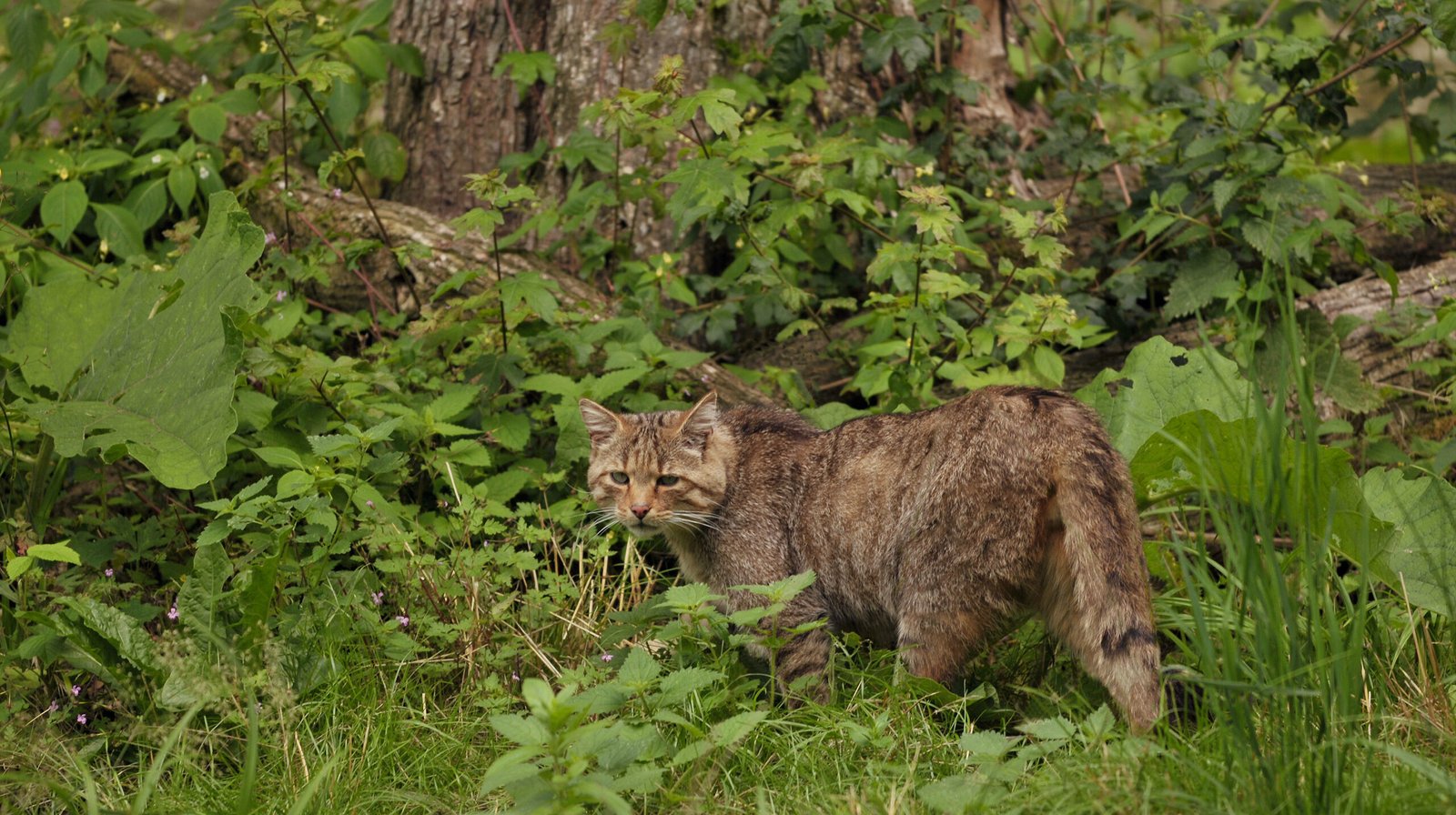 Clouded Leopard: Living Art in the Canopy (image credits: wikimedia)
