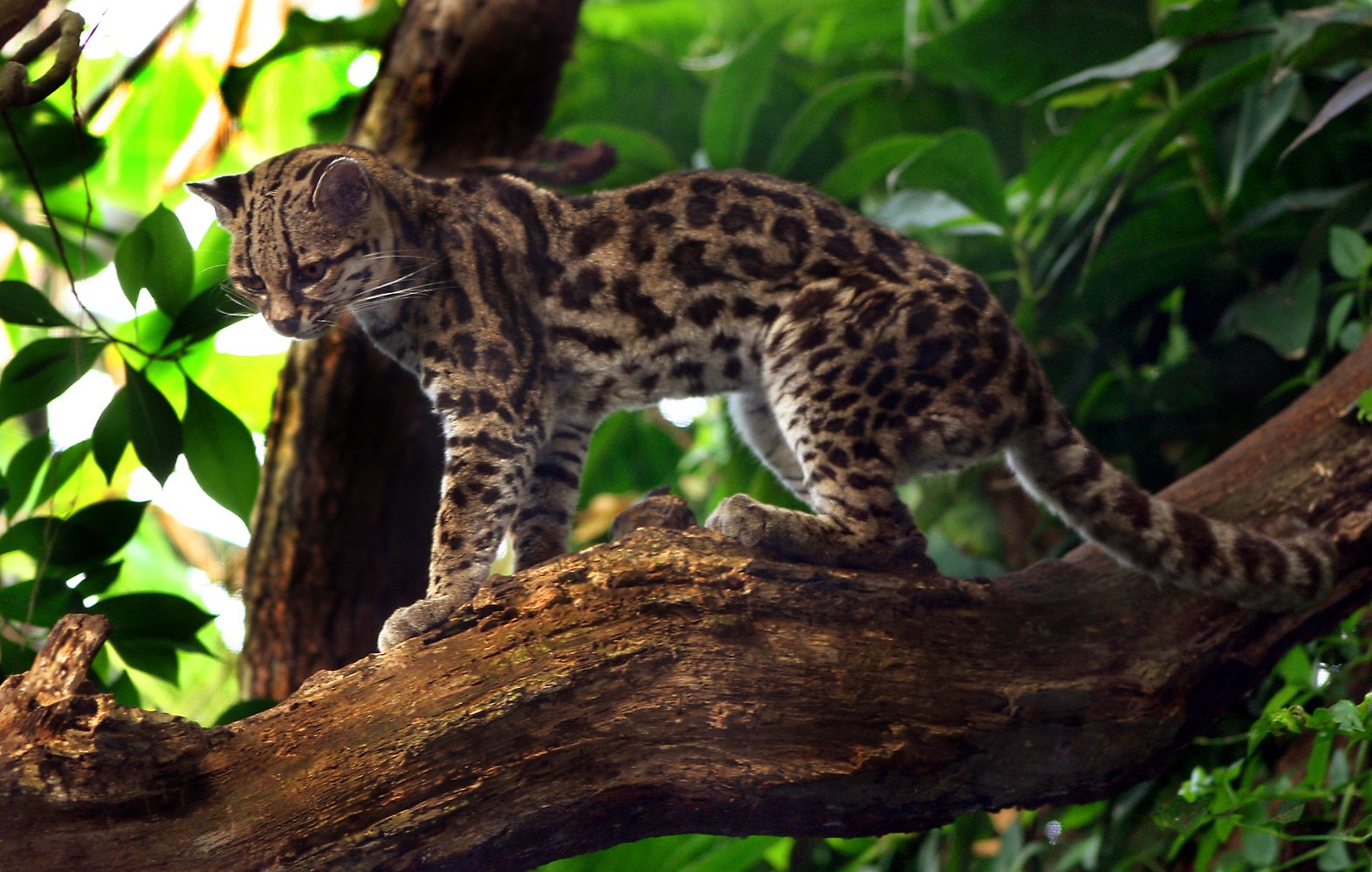 Margay: The Tree-Dwelling Phantom (image credits: wikimedia)