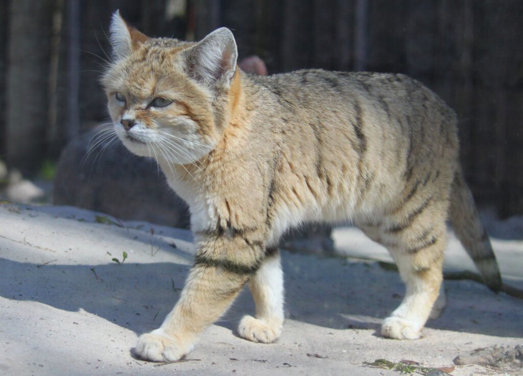Sand Cat: Desert Mirage Master