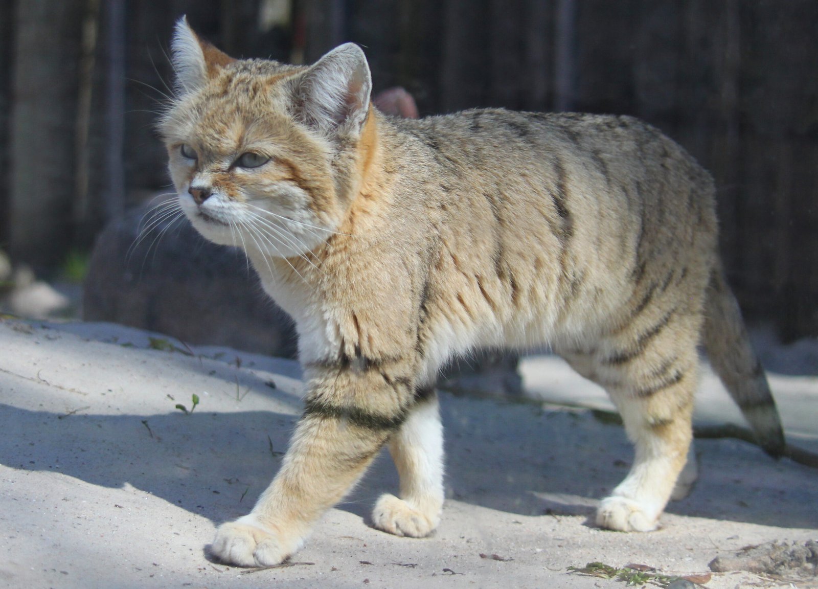 10 Big Cat Species With Unbelievable Camouflage Skills
